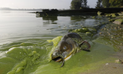 Photo of a dead catfish on shore of algae filled waters in North Toledo, Ohio.