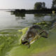 Photo of a dead catfish on shore of algae filled waters in North Toledo, Ohio.