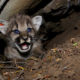 Photo of mountain lion kittens born in Southern California