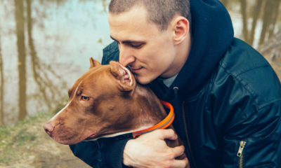 Photo of a friendly pit bull with his owner
