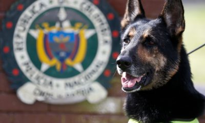 Photo of Colombian drug dog, Sombra