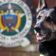 Photo of Colombian drug dog, Sombra