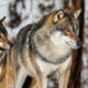 Photo of two gray wolves in snow