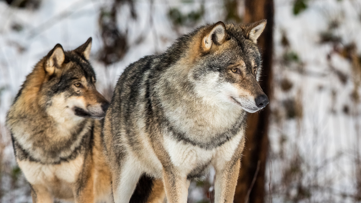 Photo of two gray wolves in snow
