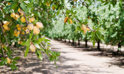 Photo of a California almond orchard