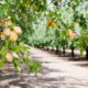 Photo of a California almond orchard