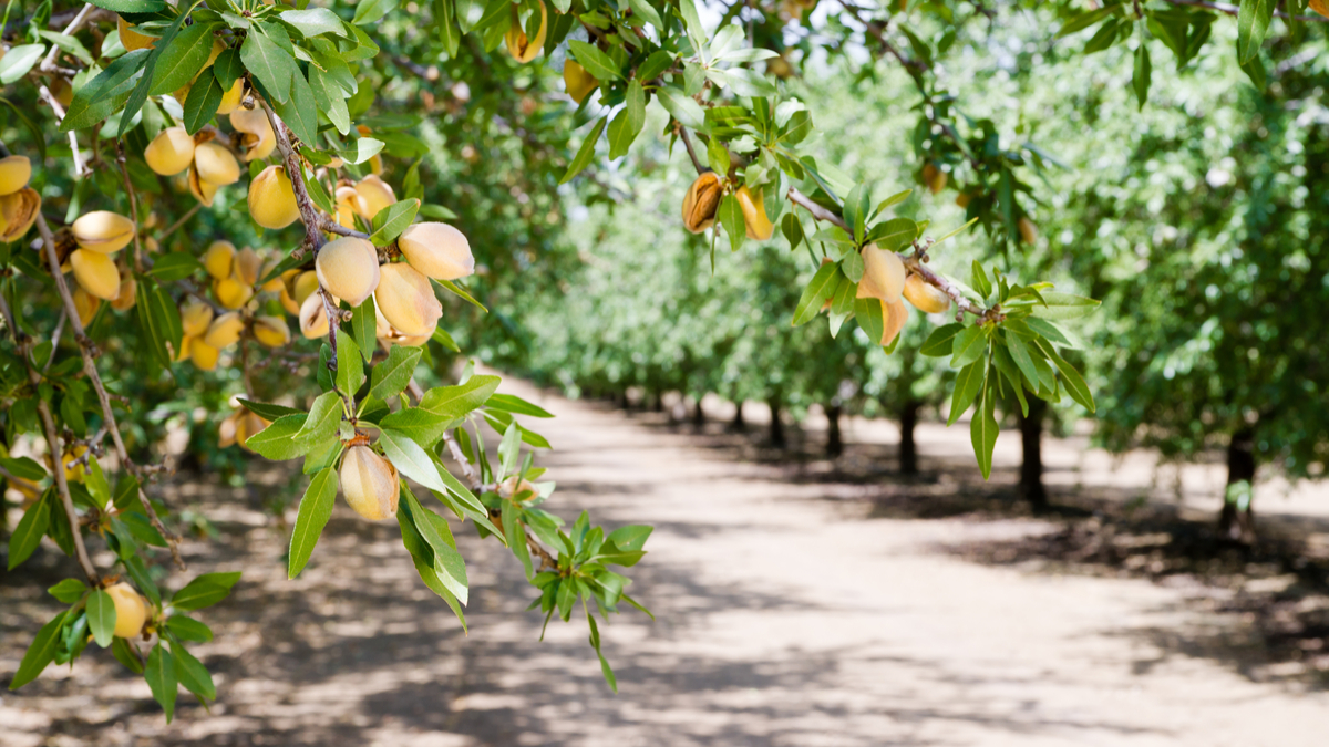 Photo of a California almond orchard