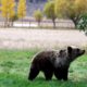 Photo of a grizzly bear in Montana