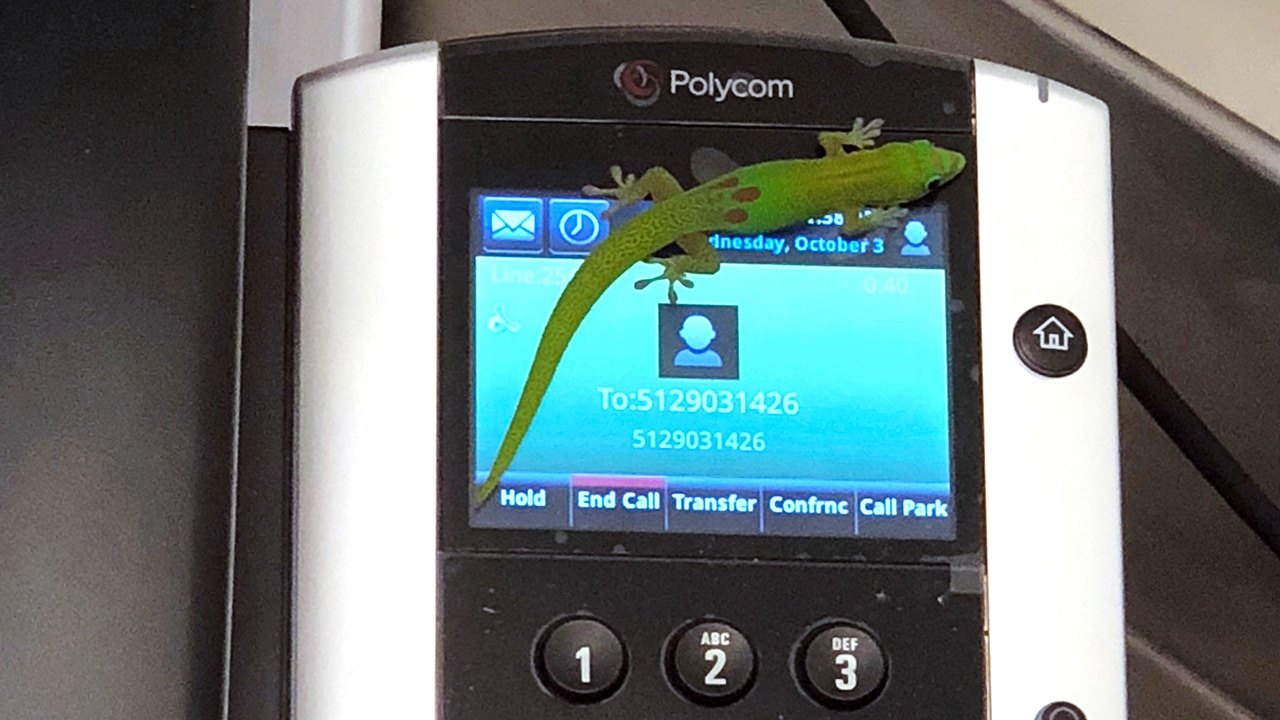 Photo of a gecko on a phone at the center in Kailua Kona, Hawaii