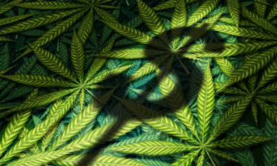 Photo illustration of marijuana leaves and dollar sign