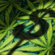 Photo illustration of marijuana leaves and dollar sign