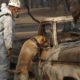 Photo of dog searching for human remains after the Camp Fire.