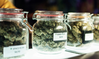 marijuana buds displayed in glass jars