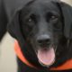 Photo of Howard, a TSA explosives-detection dog