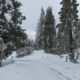 Photo of snow on Highway 168 below Shaver Lake