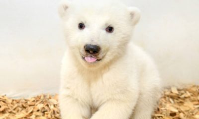 Photo of baby polar bear at Berlin Zoo
