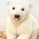 Photo of baby polar bear at Berlin Zoo
