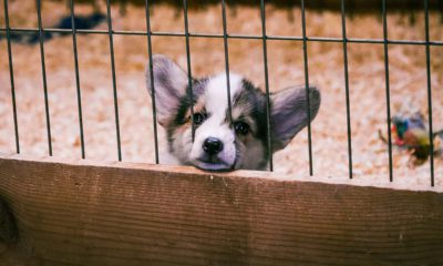 Photo of a puppy in a puppy mill cage