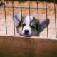 Photo of a puppy in a puppy mill cage