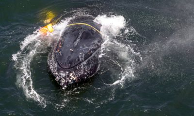 Photo of a whale entangled in fishing lines