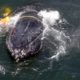 Photo of a whale entangled in fishing lines