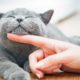Photo of a cat