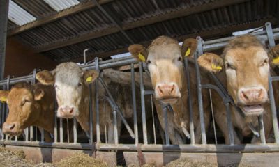 Photo of cattle feedlot