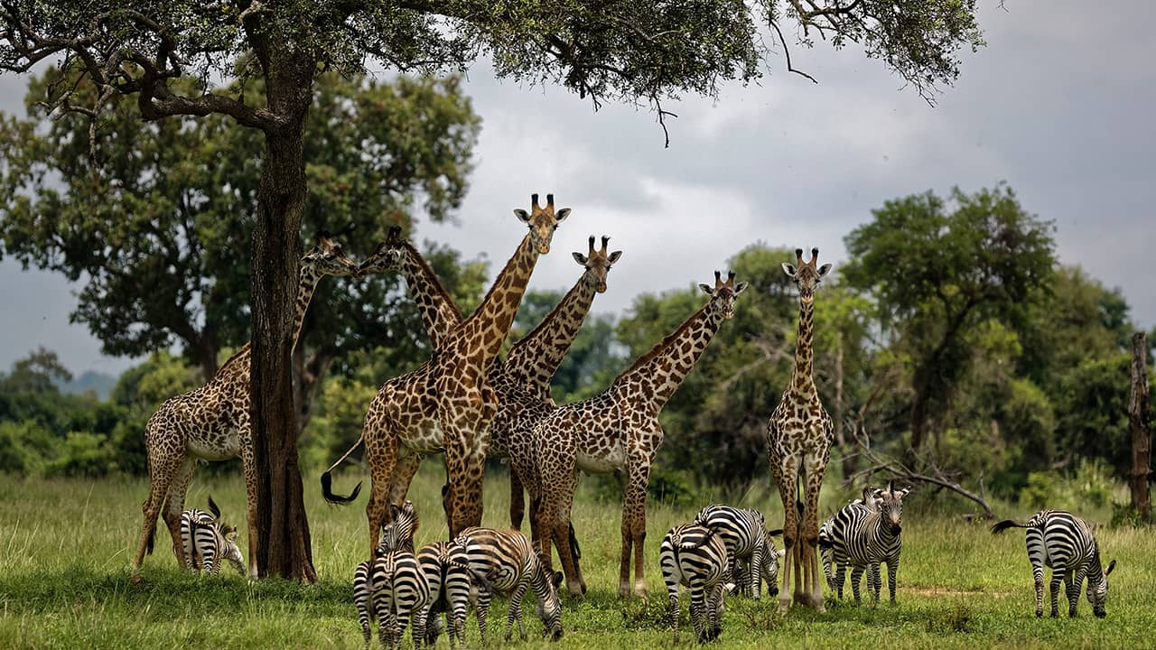 Photo of giraffes and zebras