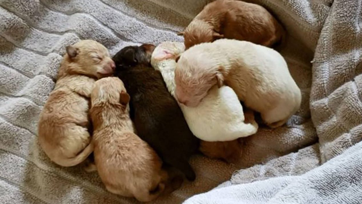 Photo of puppies recovered from a dumpster