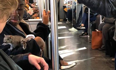 Photo of a squirrel on Boston trolley