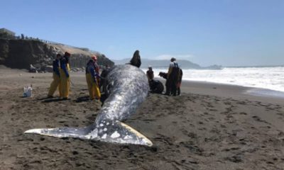 Photo of gray whale after being killed by a ship strike