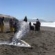 Photo of gray whale after being killed by a ship strike