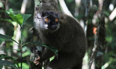 Photo of a lemur