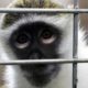 Photo of Bella the vervet monkey
