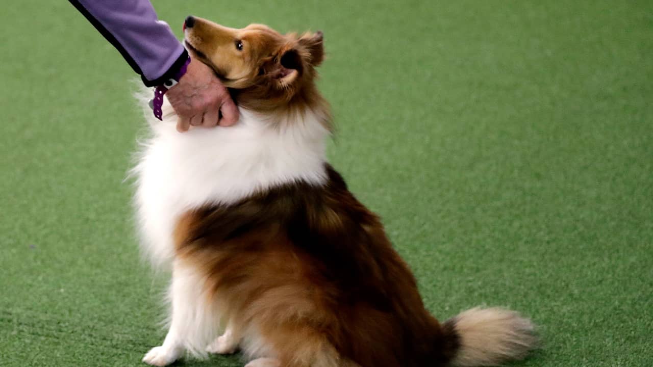 Photo of a Shetland sheepdog at the Westminster Kennel Club Dog Show in New York.