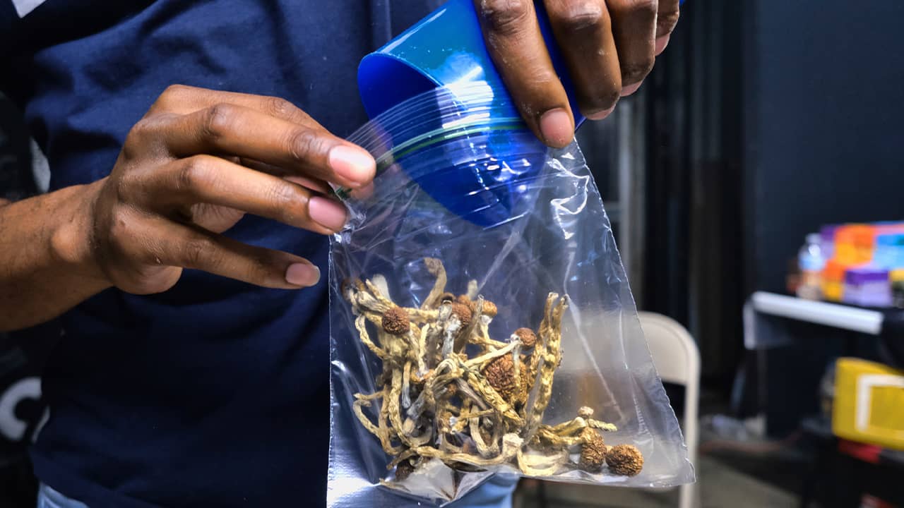 Photo of magic mushrooms