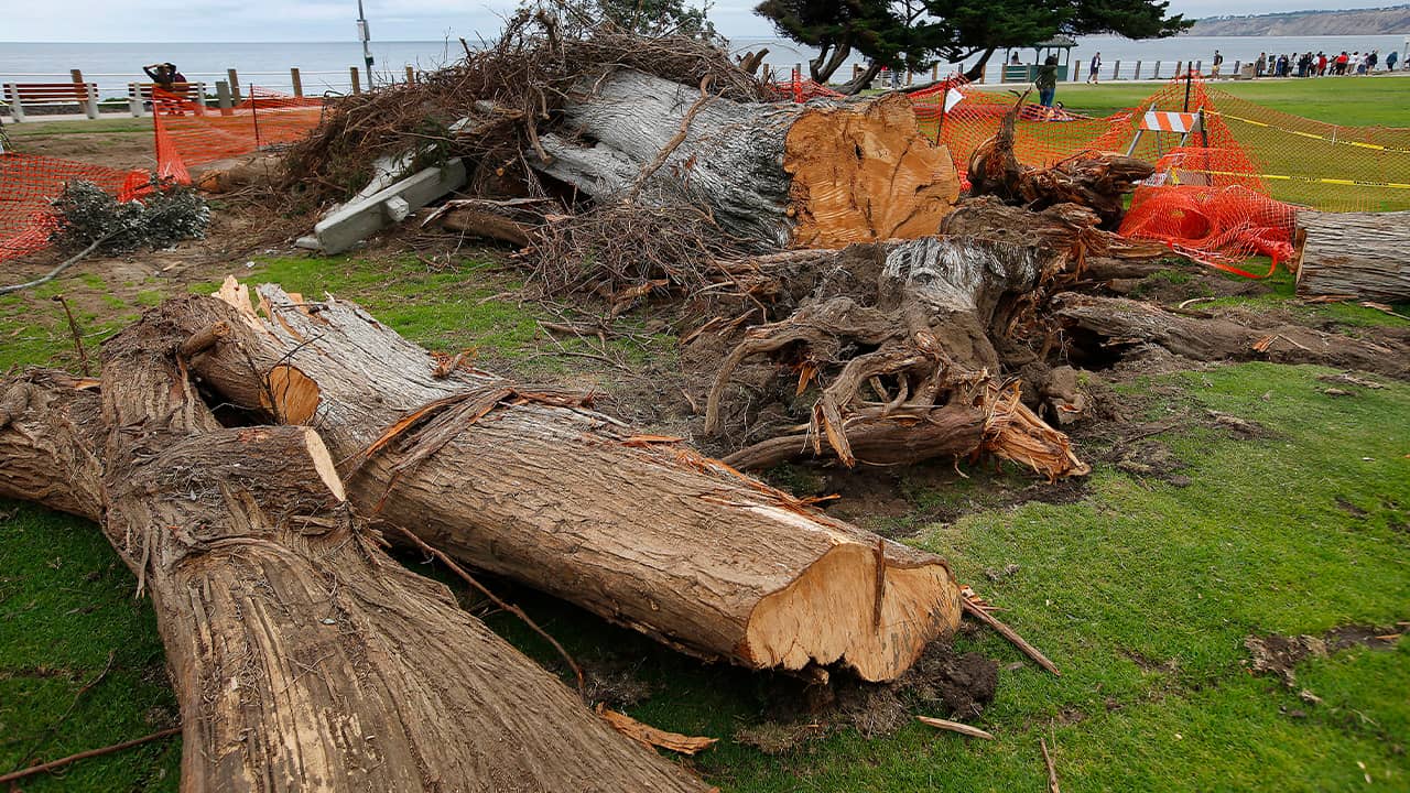 Photo of a Monterey cypress tree that was toppled