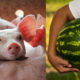 piglets and watermelon