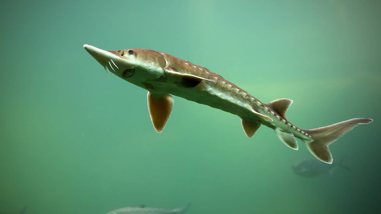 Photo of a sturgeon