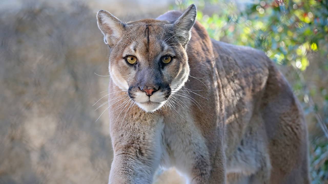 Photo of a mountain lion