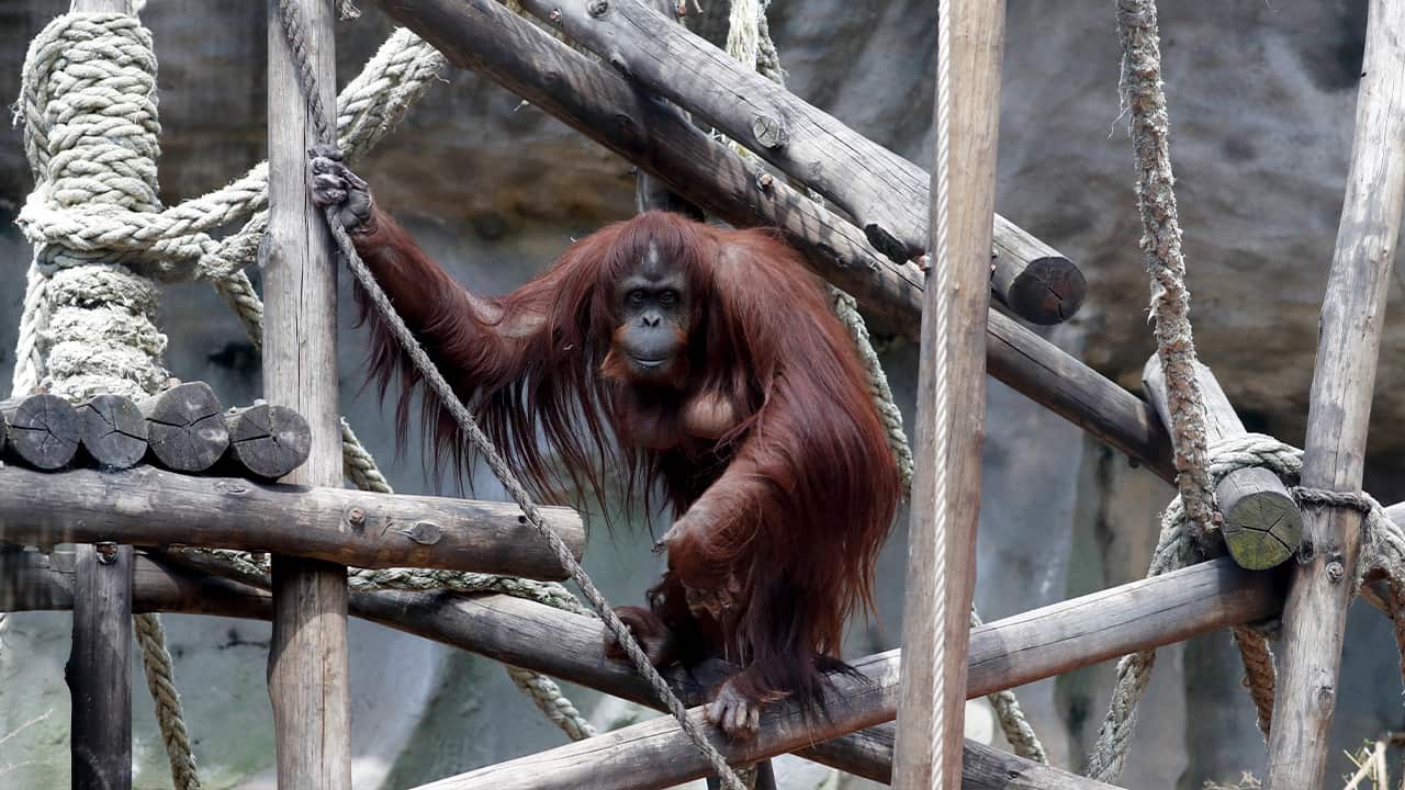Photo of Sandra the orangutan