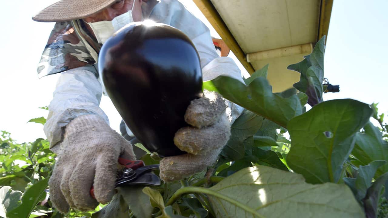 Photo of Rafael Santos picking eggplants