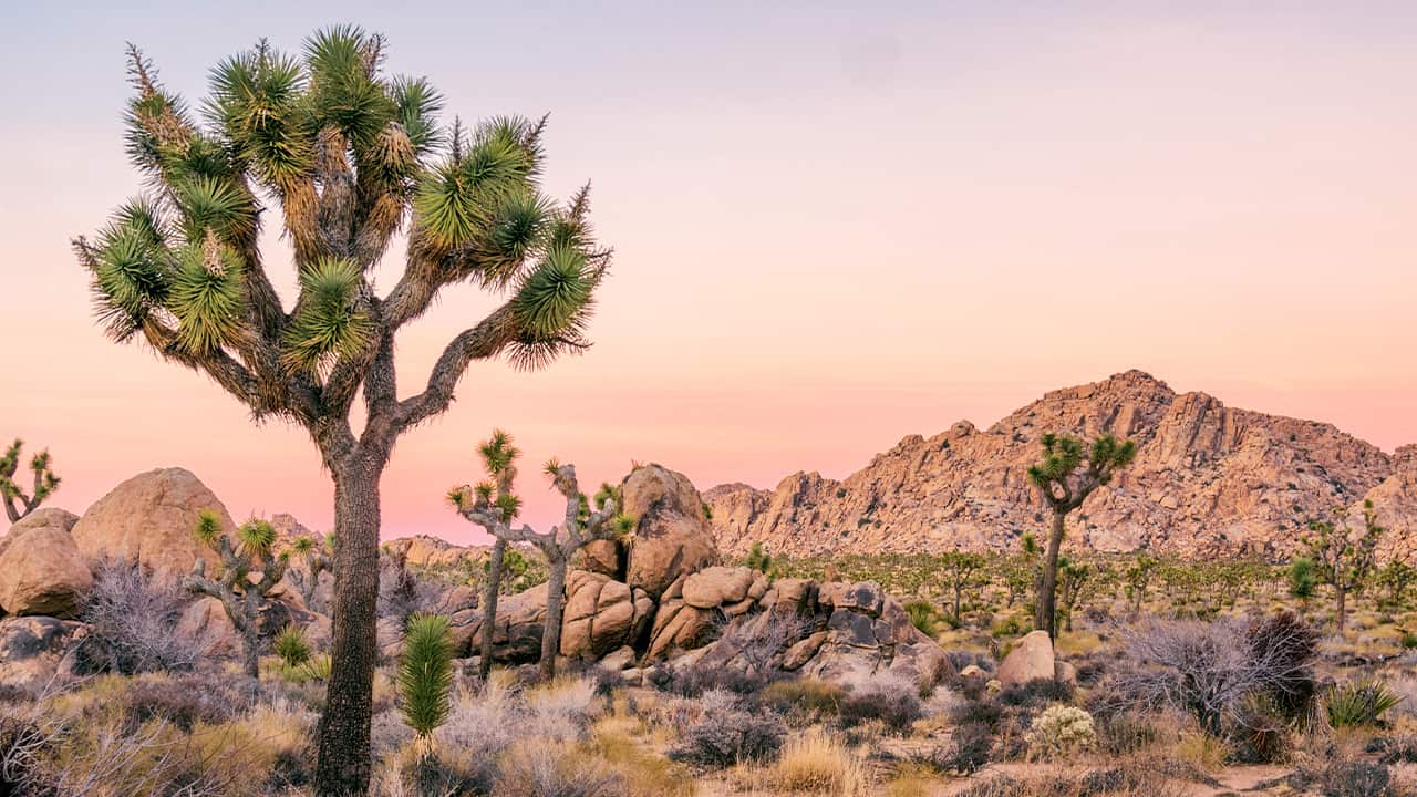 Photo of Joshua Tree National Park