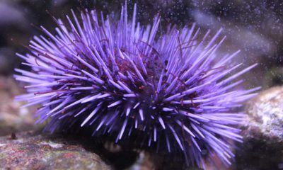 Photo of purple sea urchin
