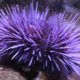 Photo of purple sea urchin