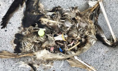 Photo of plastics sitting in a decomposed carcass of a seabird