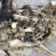 Photo of plastics sitting in a decomposed carcass of a seabird