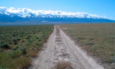 Photo of invasive grass