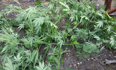 Photo of Marijuana plant cut down in Mariposa County