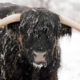 Photo of Coal, a highland steer, covered in snow